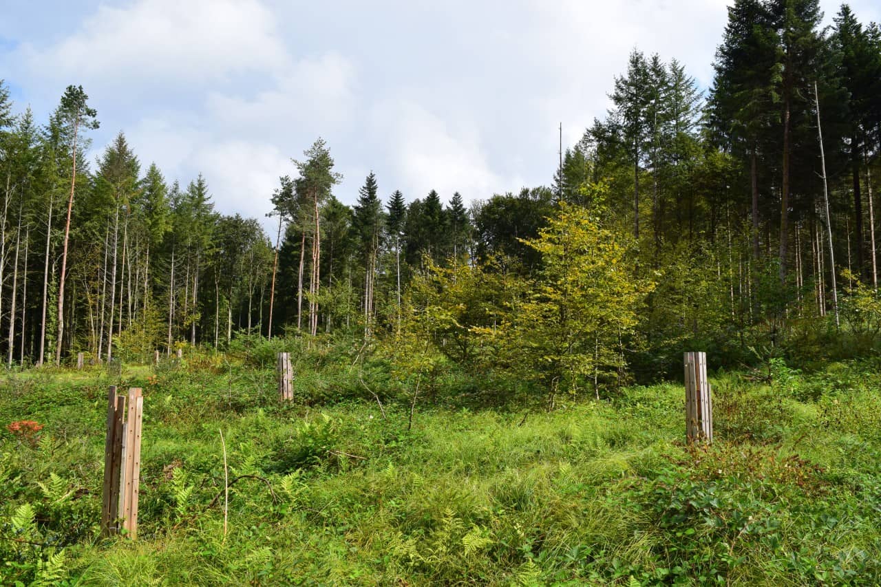 Eine bewachsene Fläche, auf der junge Bäume wachsen; im Hintergrund sind grössere Bäume zu sehen."