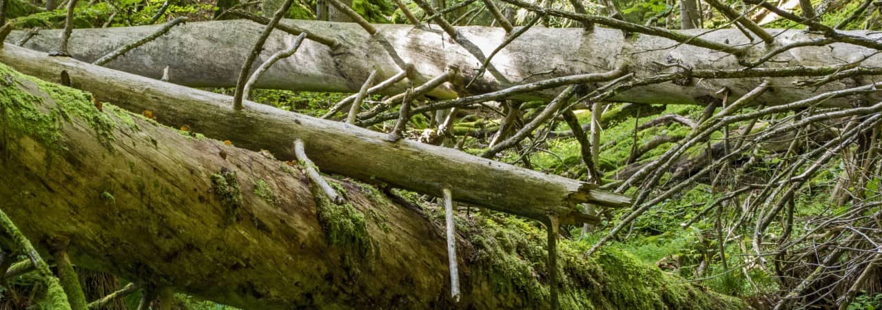 Liegendes Totholz im Naturwaldreservat Lägern.