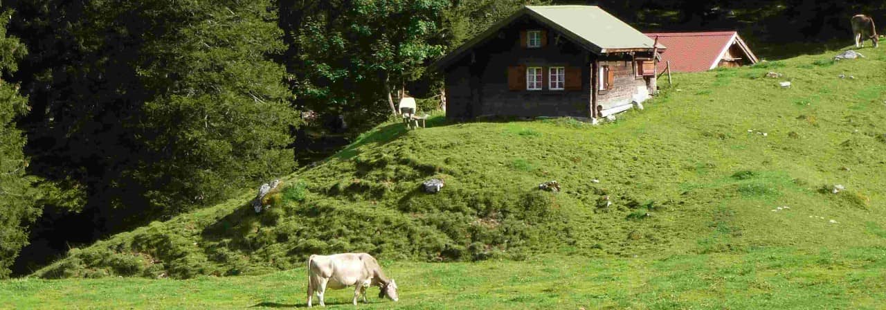 Gesömmertes Rindvieh