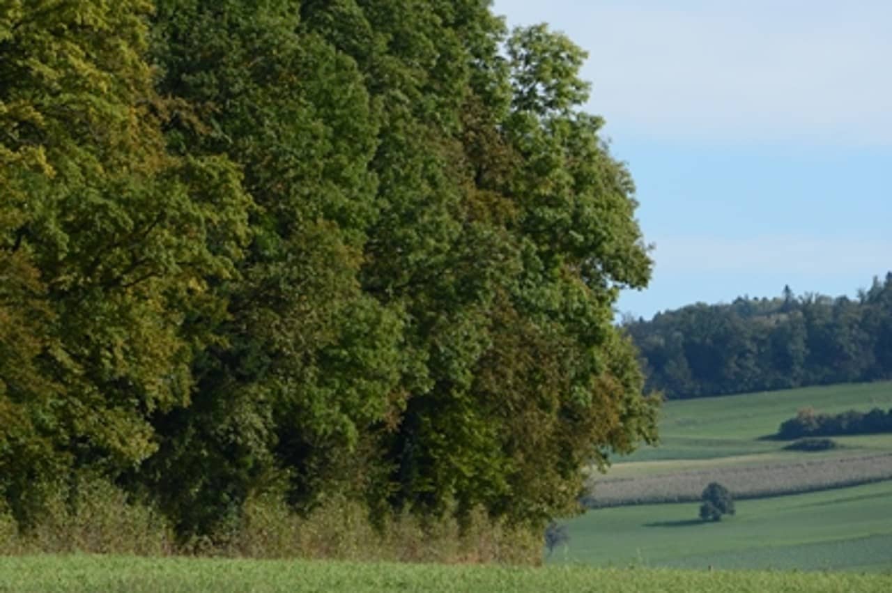 Landbewirtschaftung am Waldrand