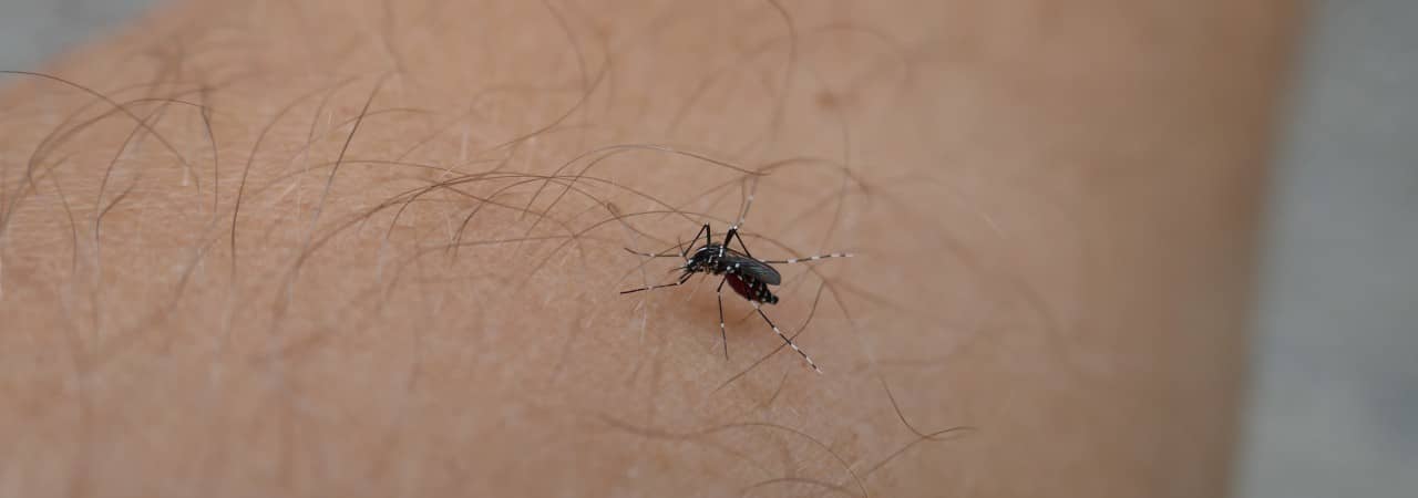 Stechende Tigermücke auf einem Arm