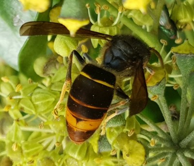 Asiatische Hornisse auf blühendem Efeu