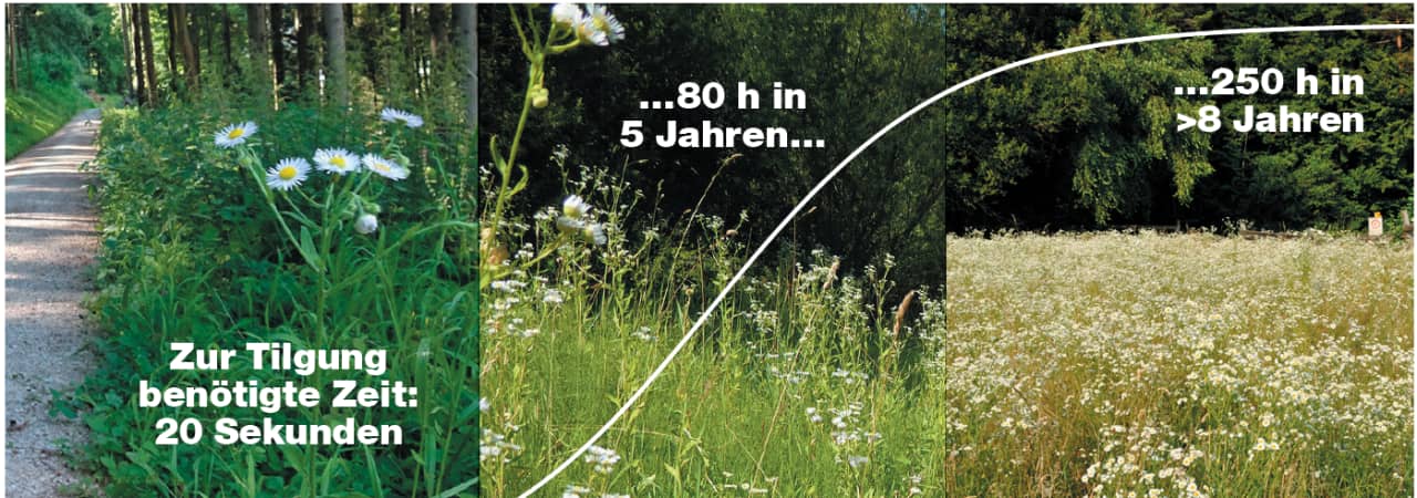 Grafik mit dem zu erwartenden Ausmass an Arbeit bei der Neophytenbekämpfung
