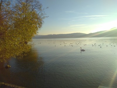 Foto des Hallwilersees mit Abendsonne. Auf dem Wasser schwimmen Schwäne und Enten.
