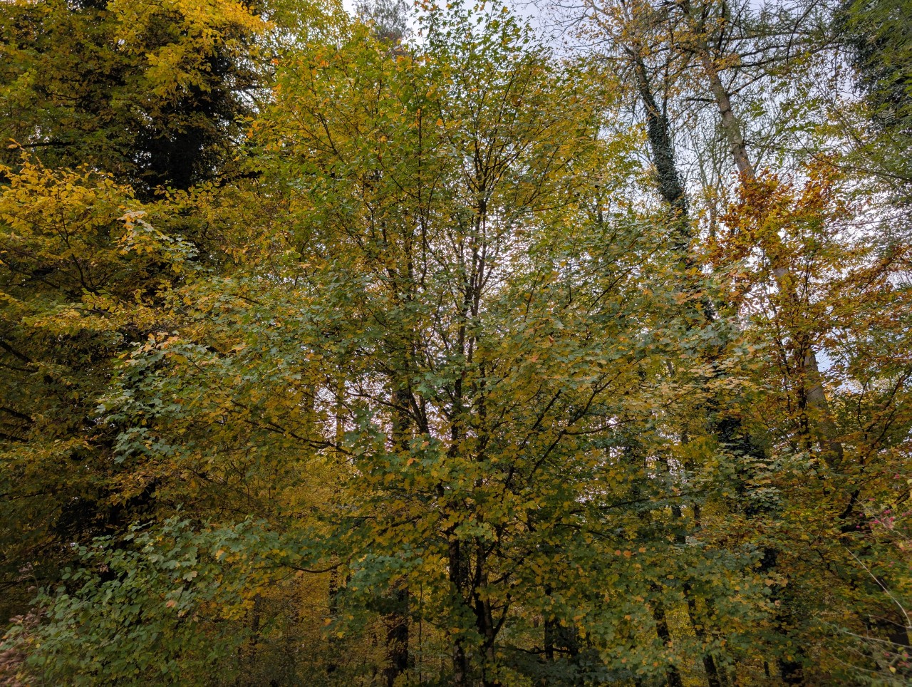 Feldahorn mit Herbstlaub.