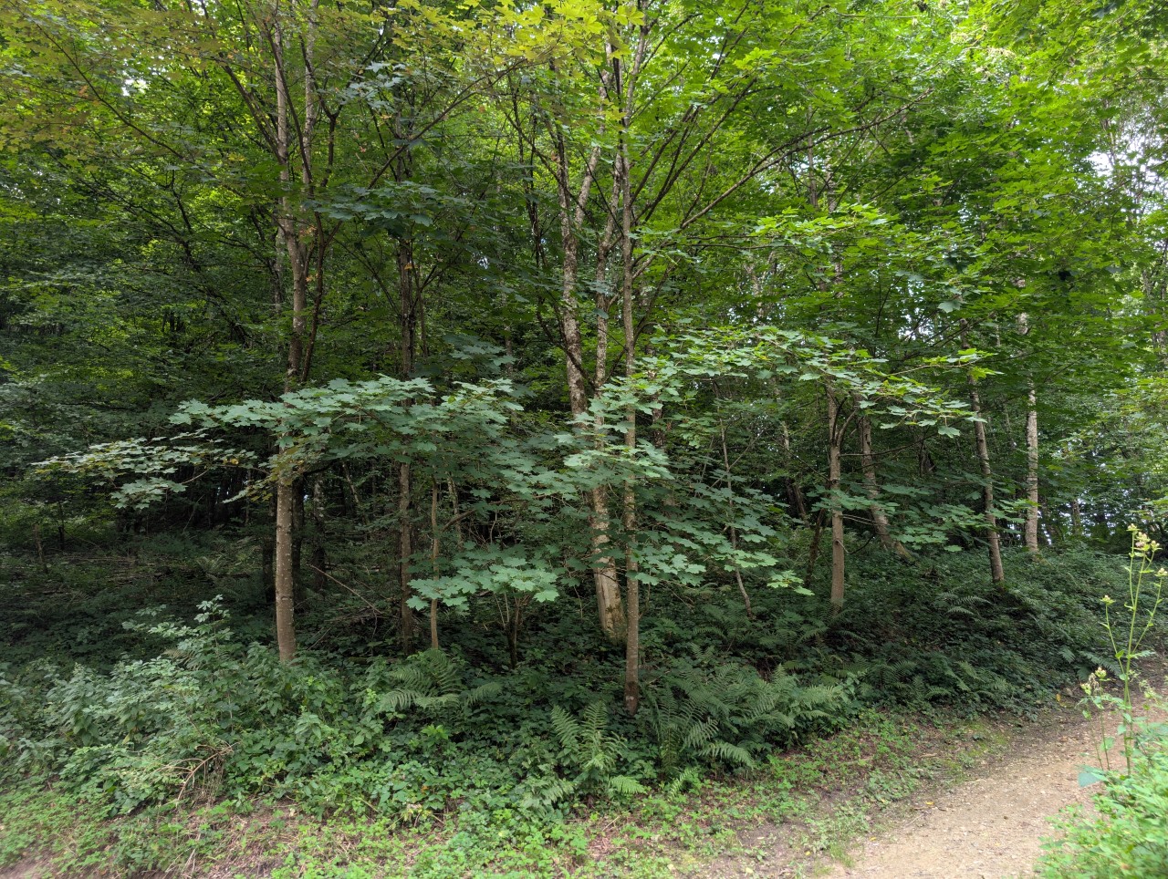Spitzahorn im Wald.