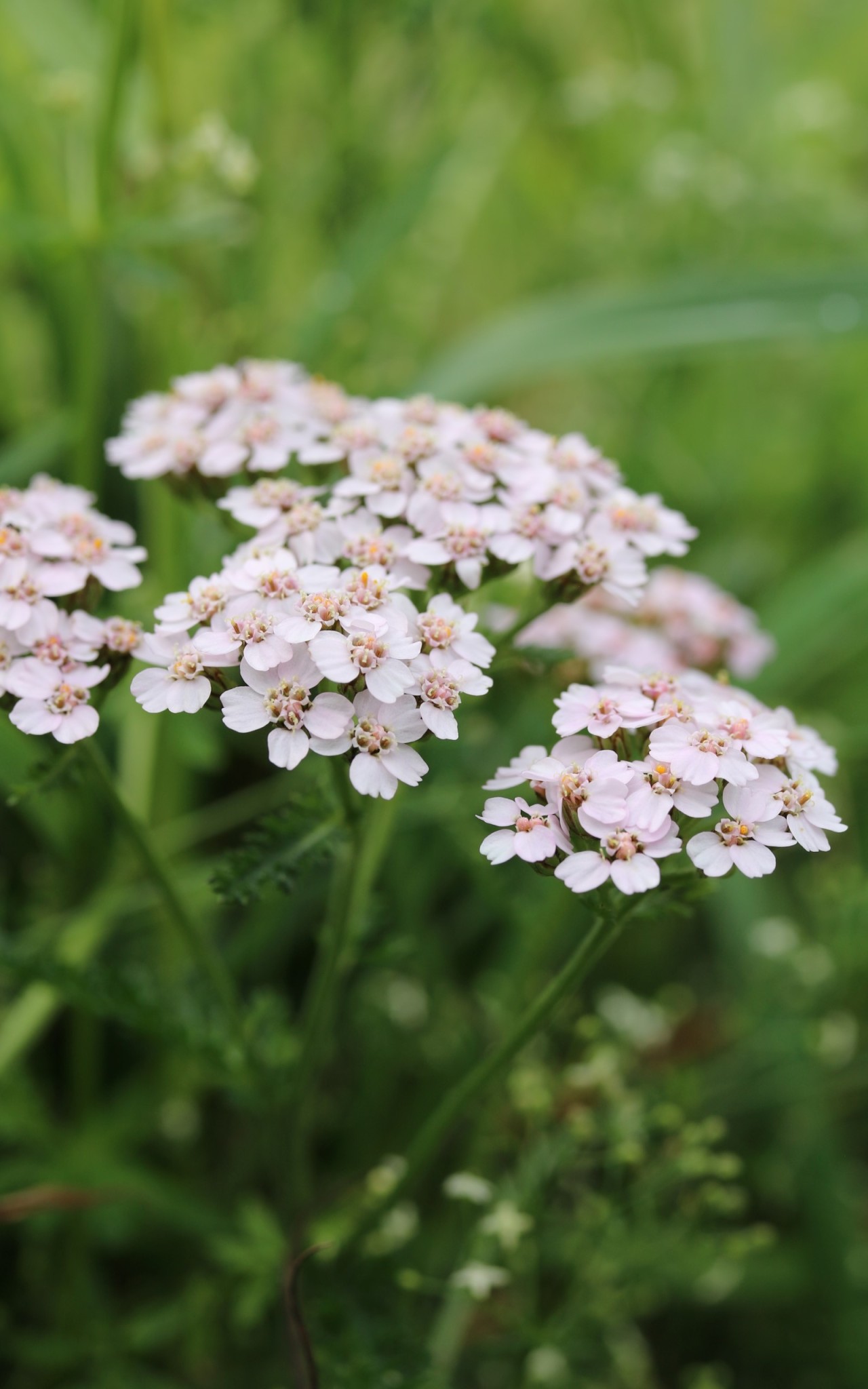 Blüten der Gemeinen Schafgarbe.