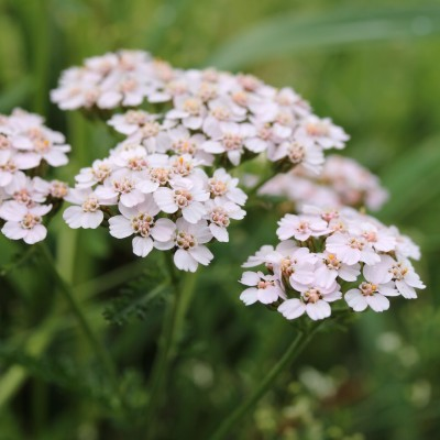 Blüten der Gemeinen Schafgarbe.