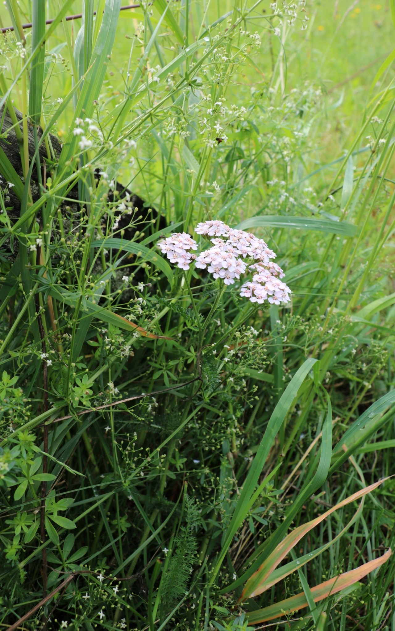 Gemeine Schafgarbe in einer Wiese.