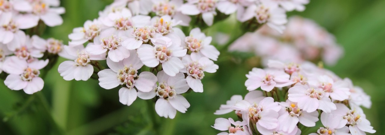 Blüten der Gemeinen Schafgarbe.