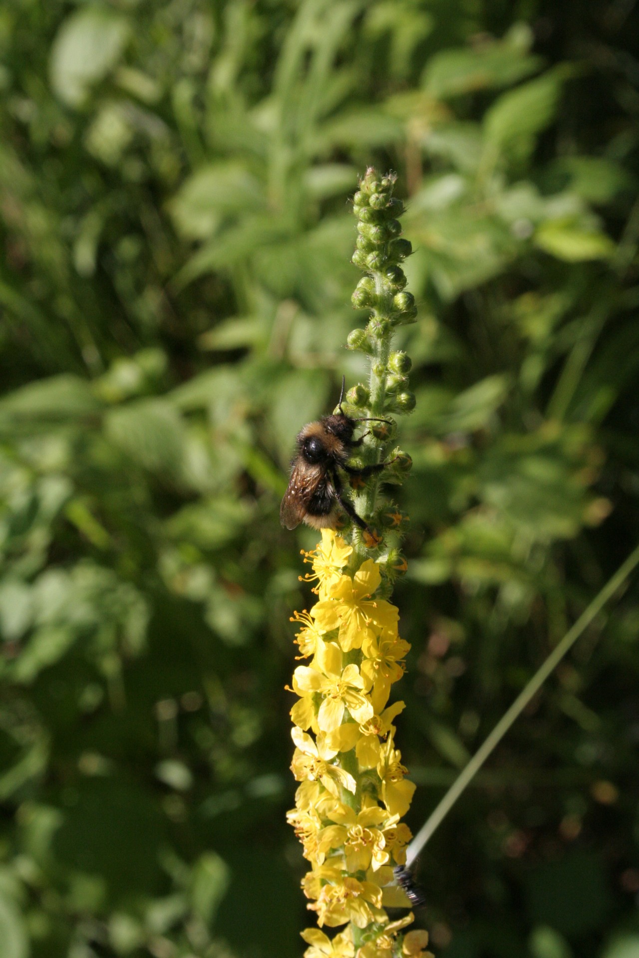 Hummel auf einem Grossen Odermennig.