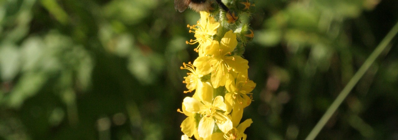 Hummel auf einem Grossen Odermennig.