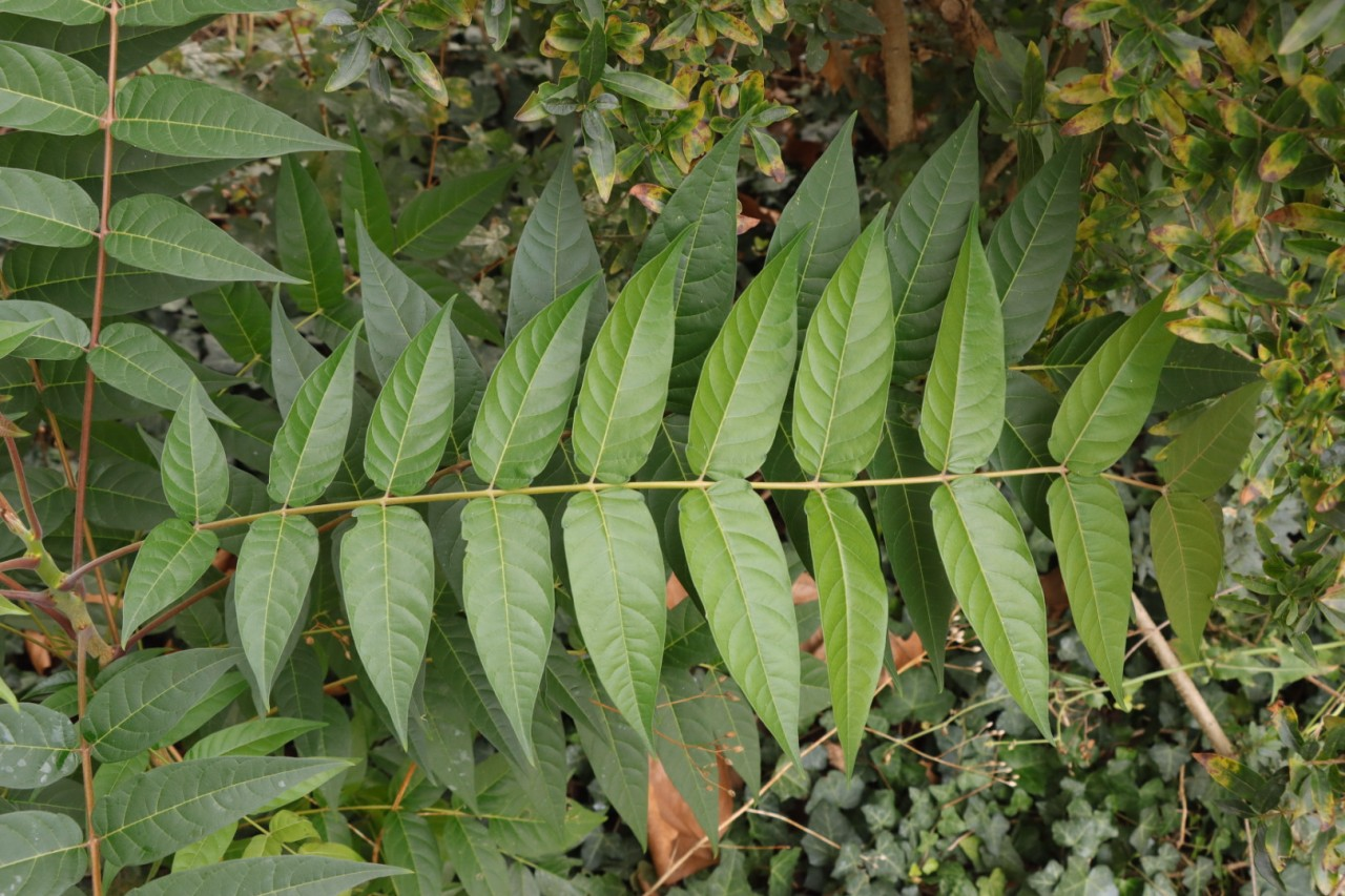 Blatt des Götterbaums.