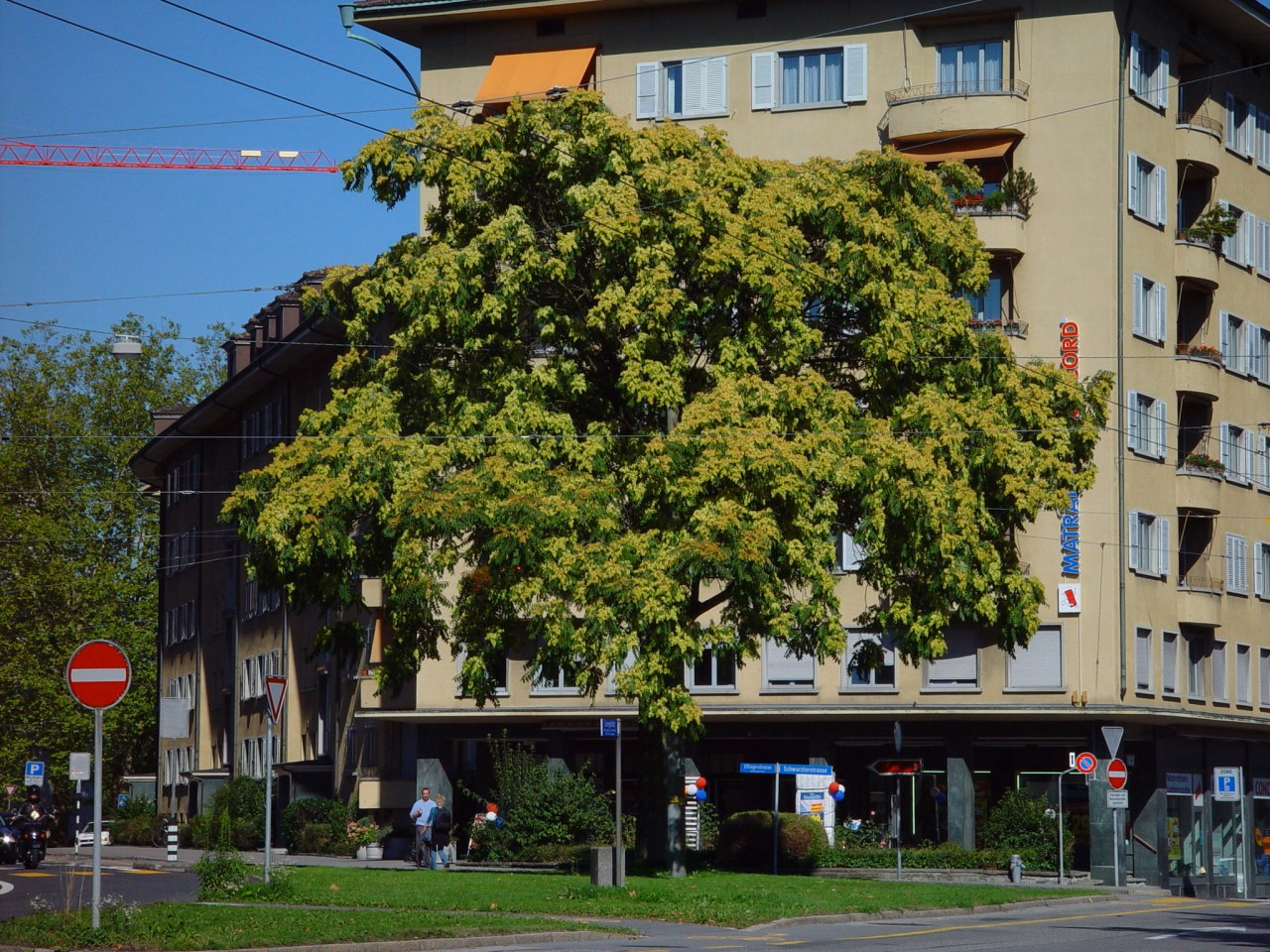 Angepflanzter Götterbaum an einer Kreuzung in einer Stadt.