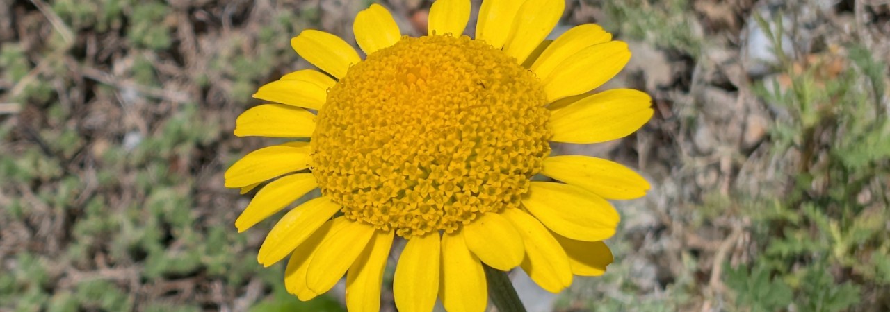 Blüte der Färberkamille.