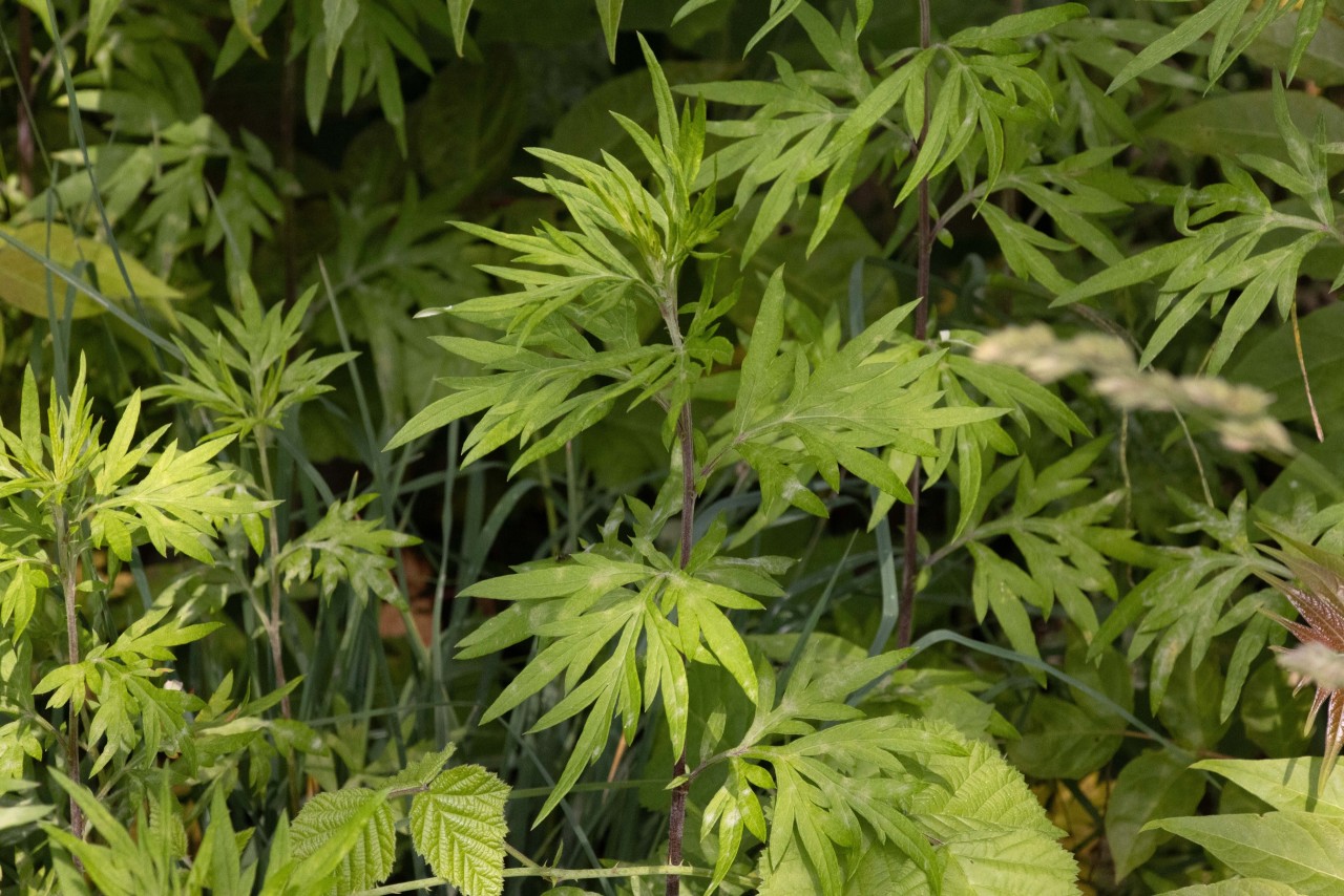 Verlotscher Beifuss im Unterwuchs.