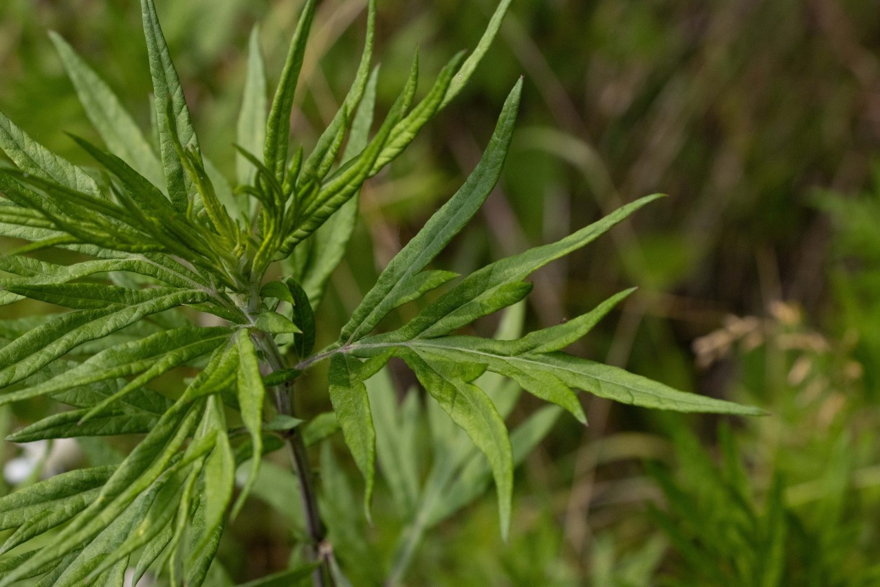 Blatt des Verlotschen Beifusses.