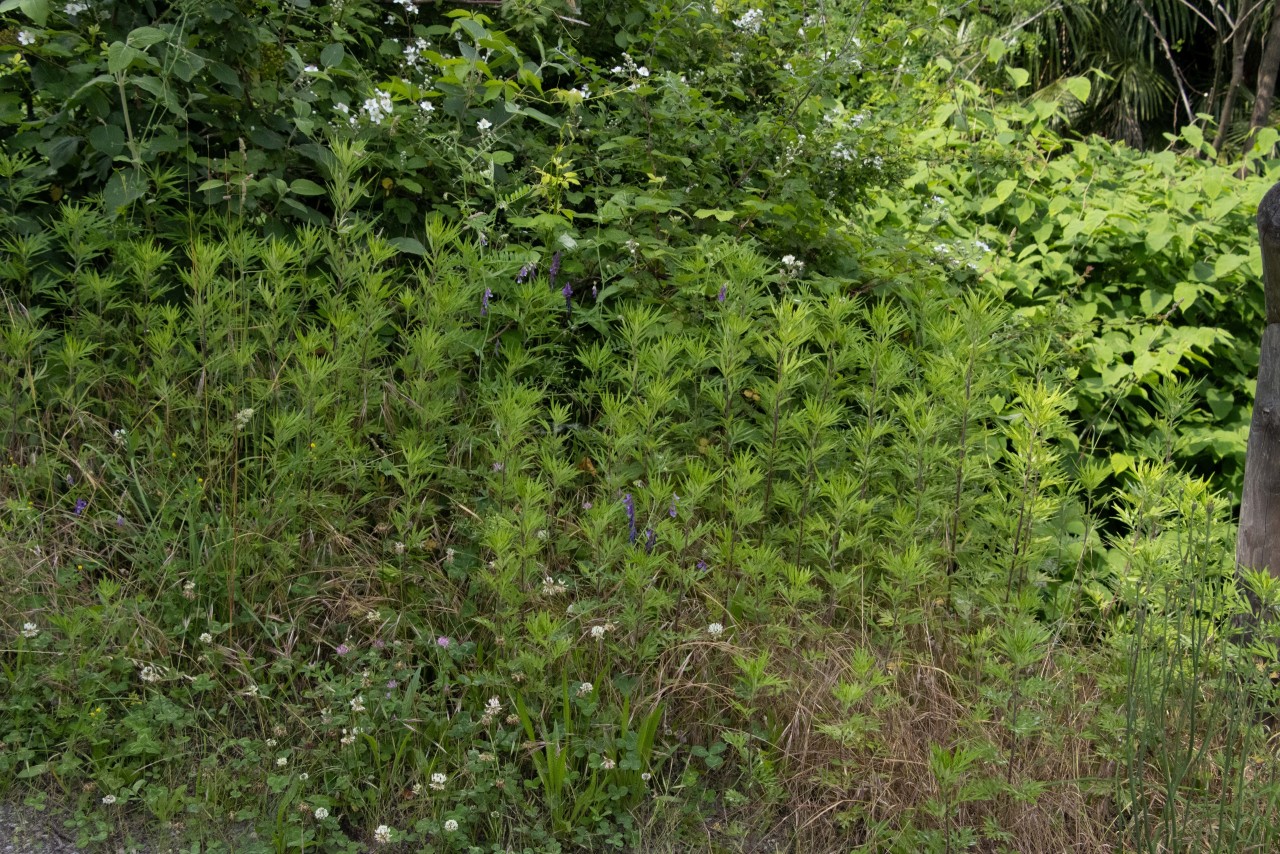 Verlotscher Beifuss am Wegrand.