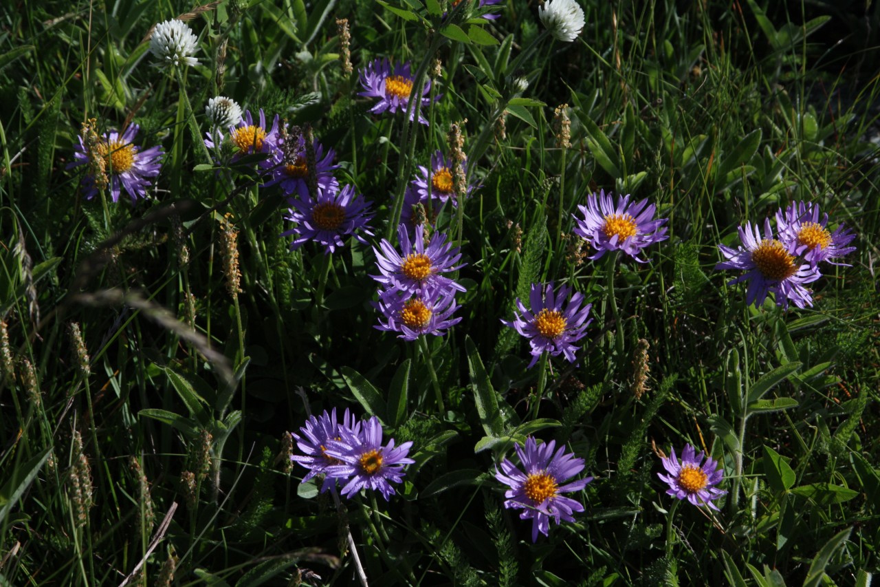 Bergastern im Feld.