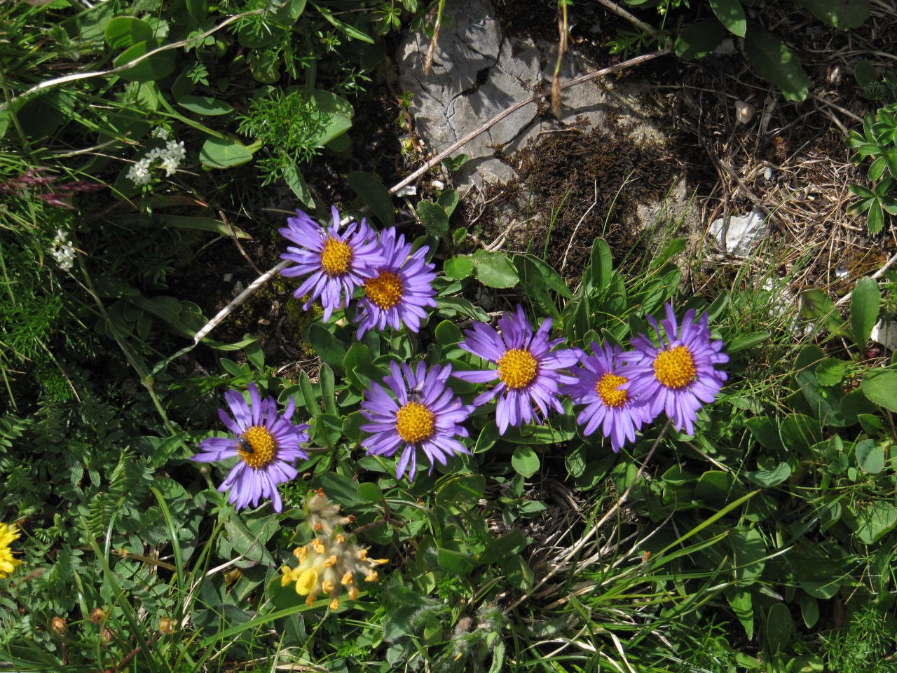 Bergastern im Feld.