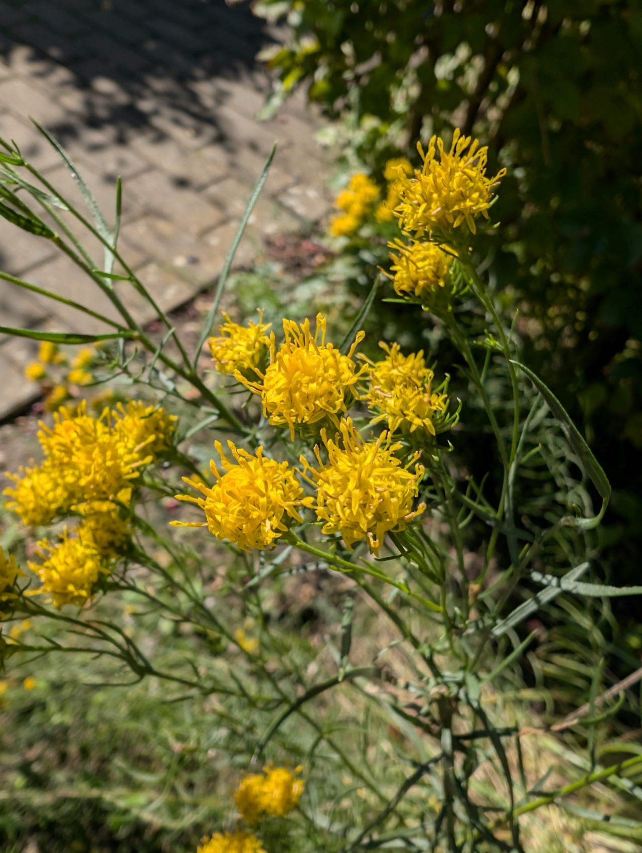 Blüten der Gold-Aster.