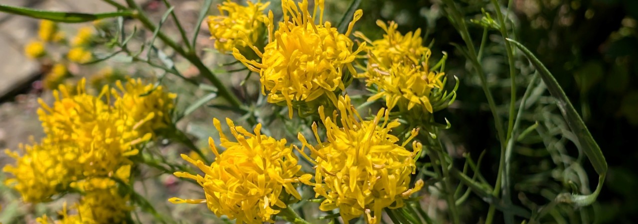 Blüten der Gold-Aster.