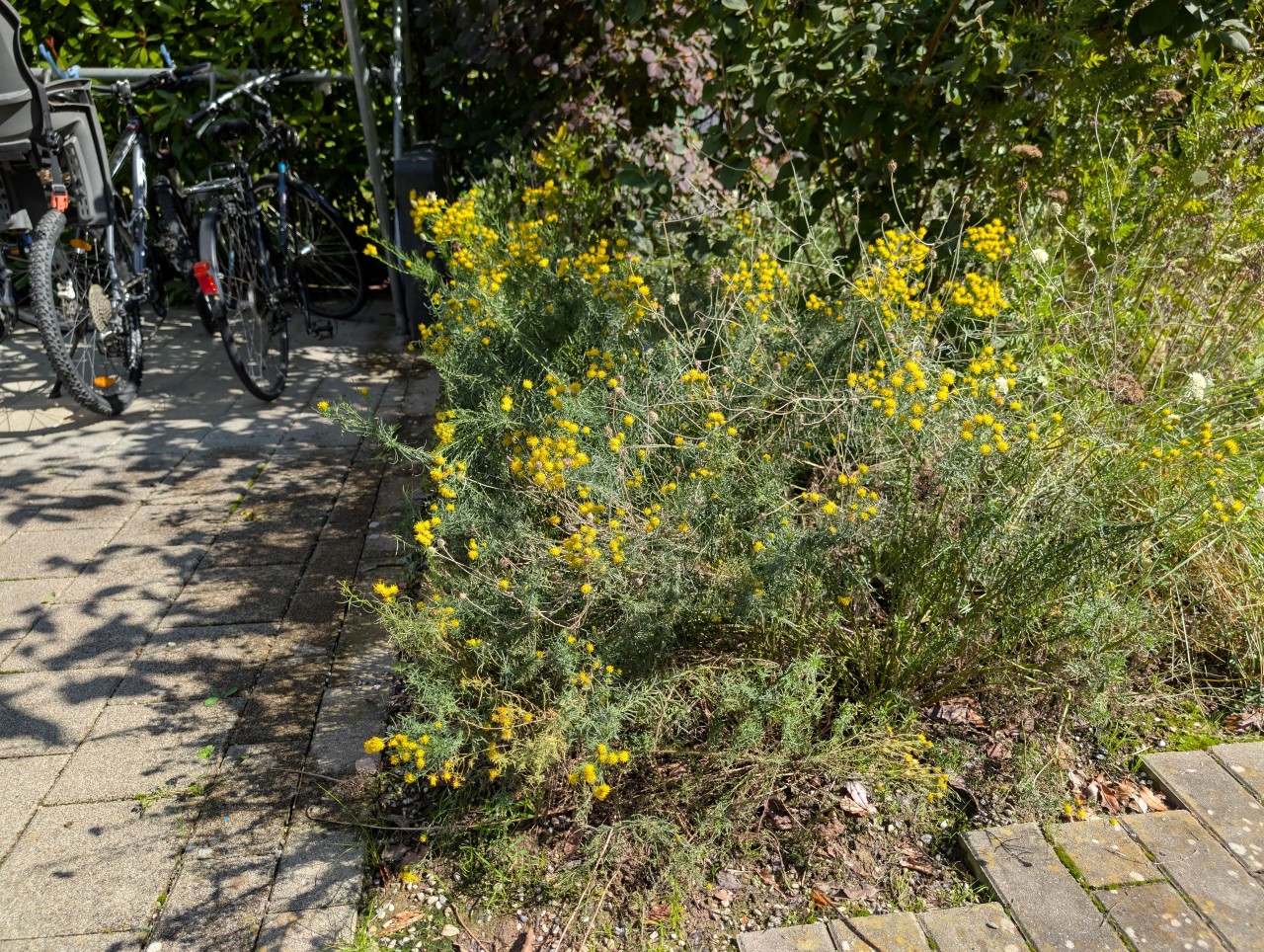 Gold-Aster in einem Beet.