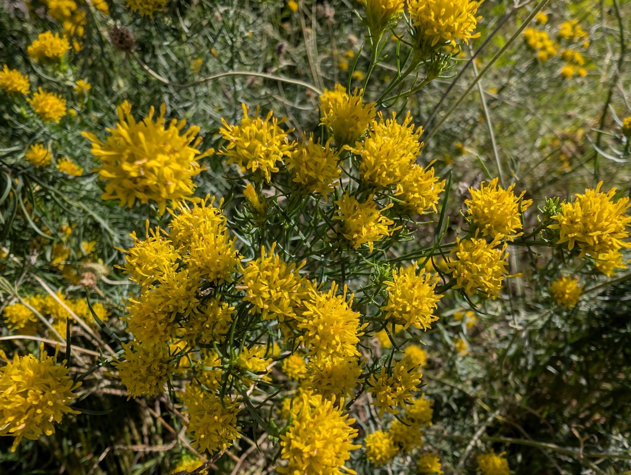 Blüten der Gold-Aster.