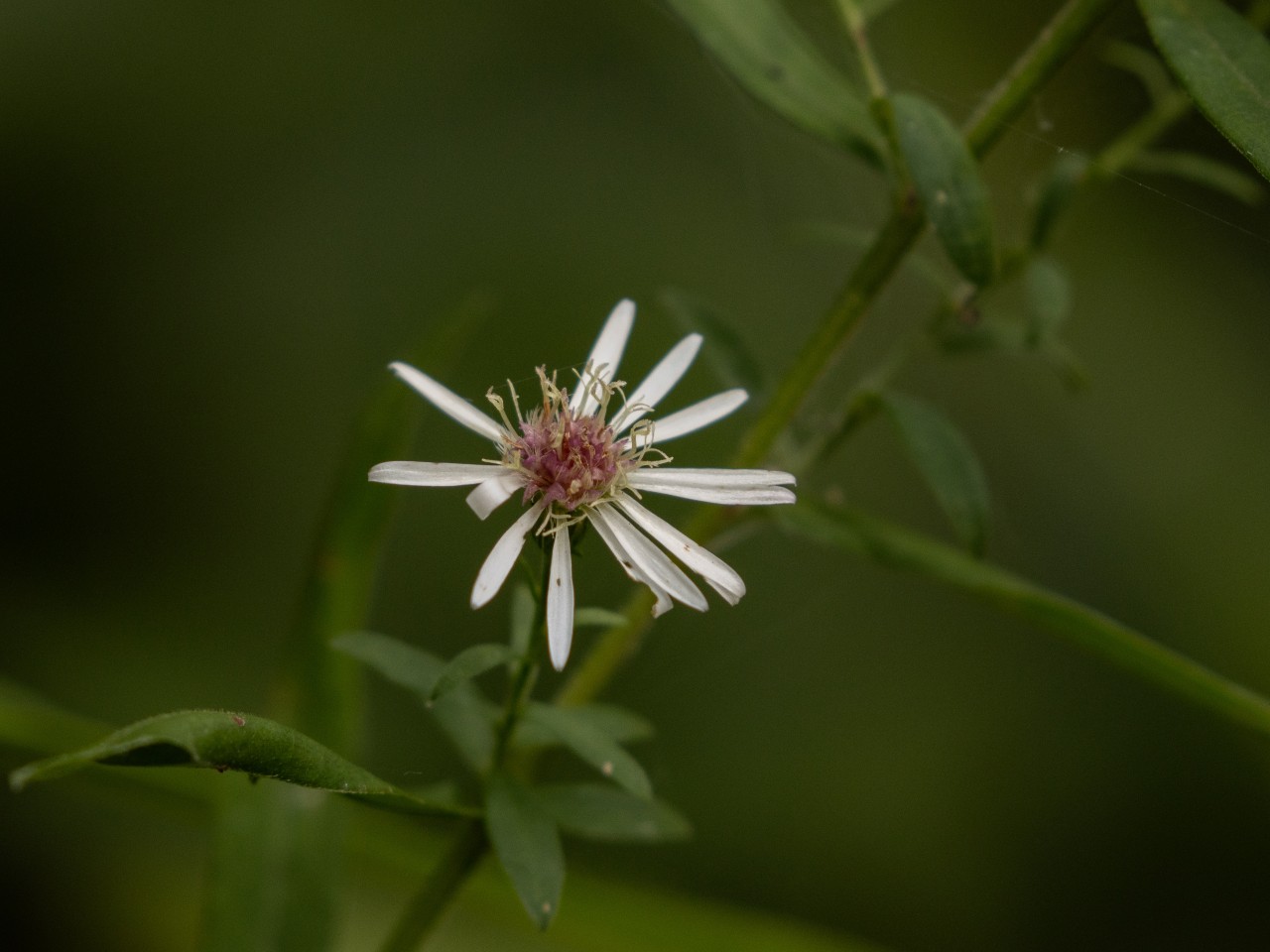 Blüte der Neubelgischen Aster.