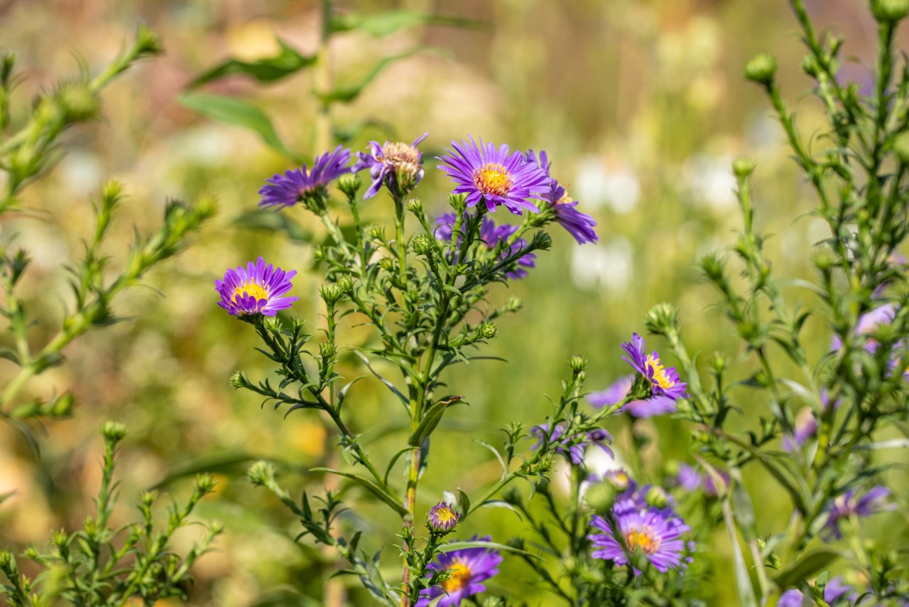 Blühende Neubelgische Aster.