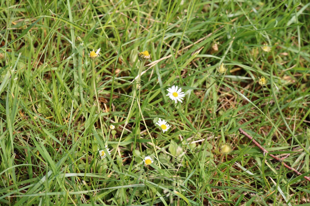 Gänseblümchen im Rasen.