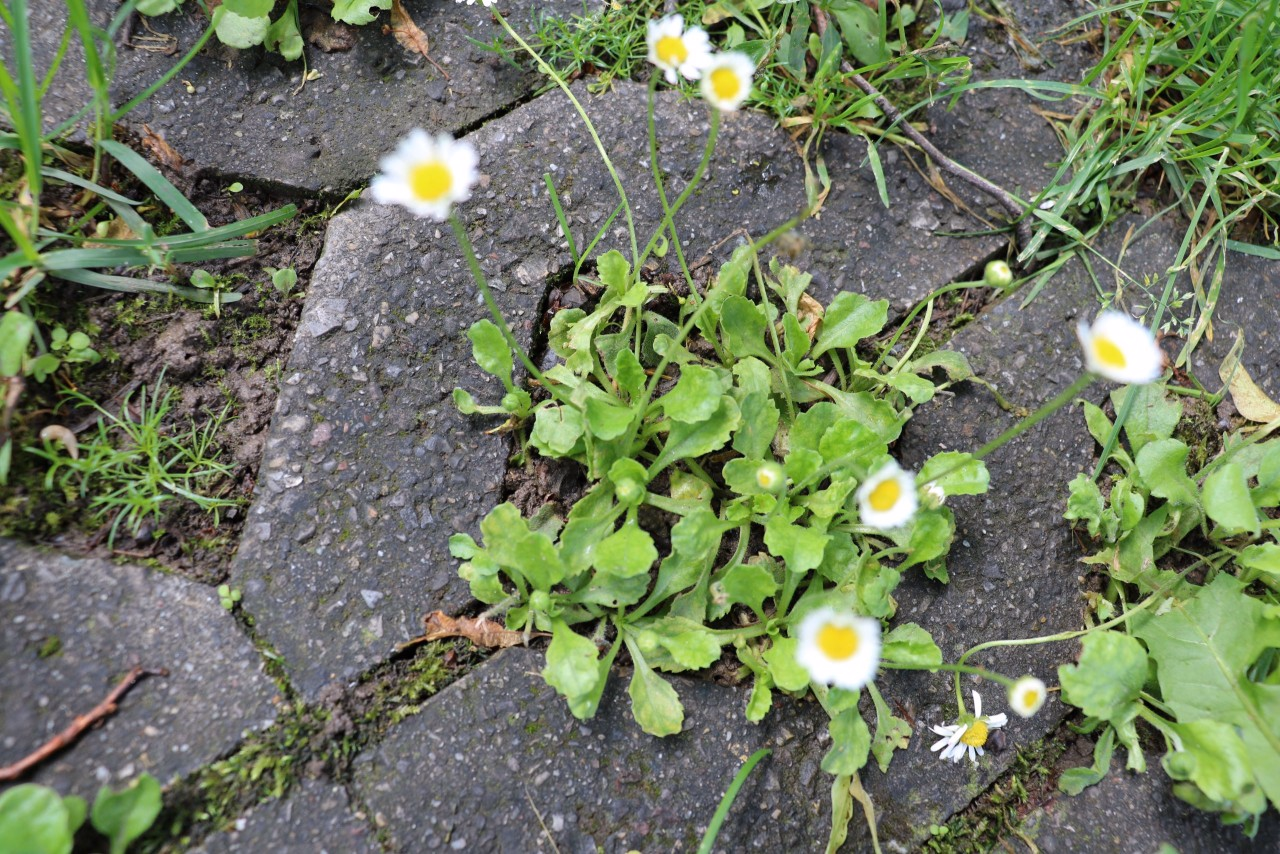 Gänseblümchen von oben.