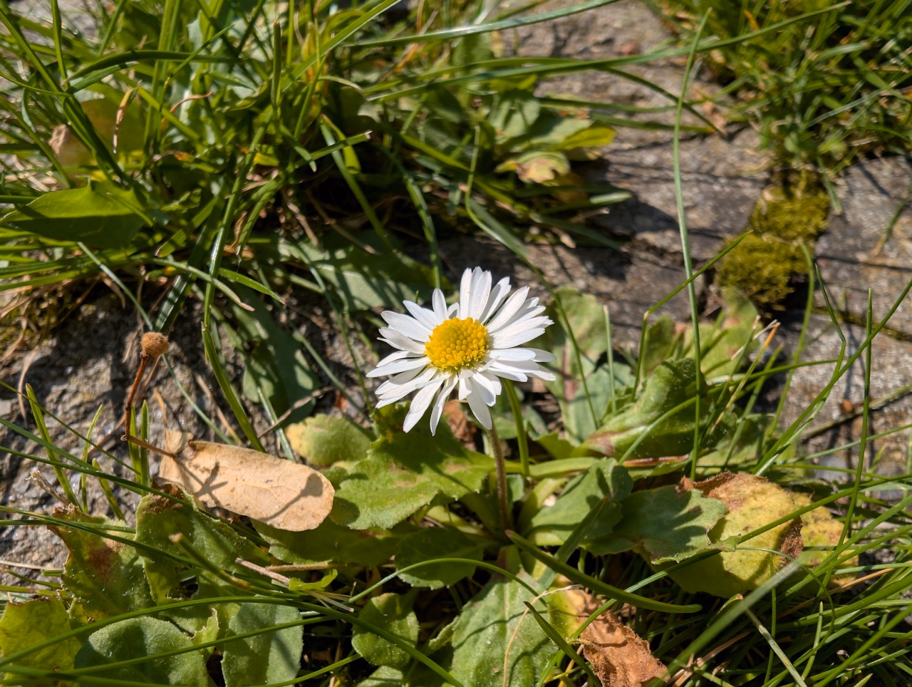 Blüte des Gänseblümchens.