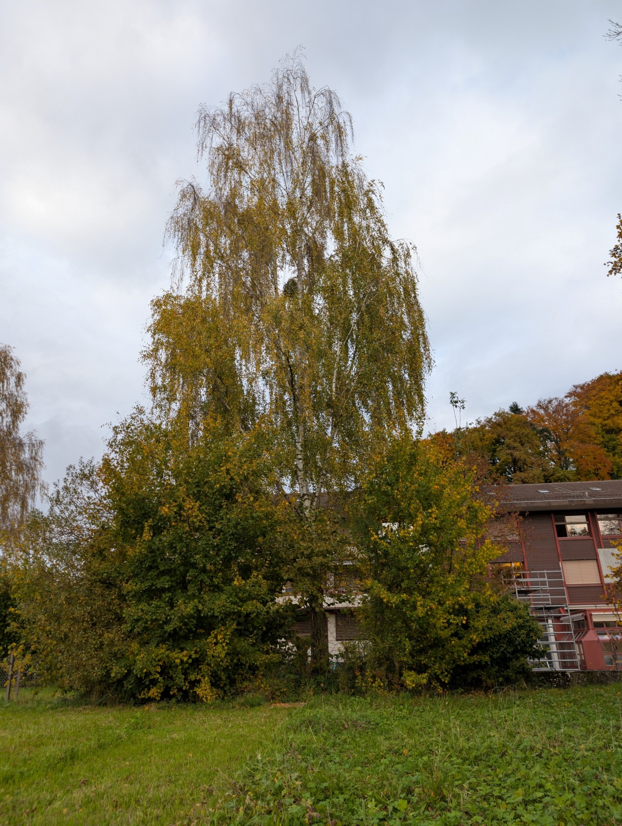Hängebirke mit Herbstlaub.