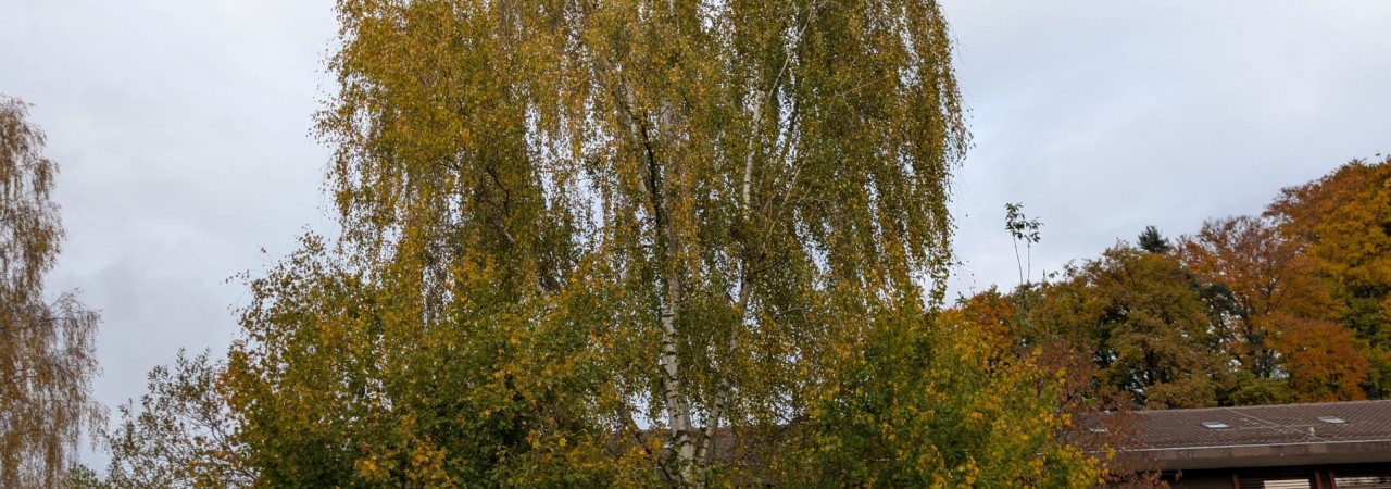 Hängebirke mit Herbstlaub.