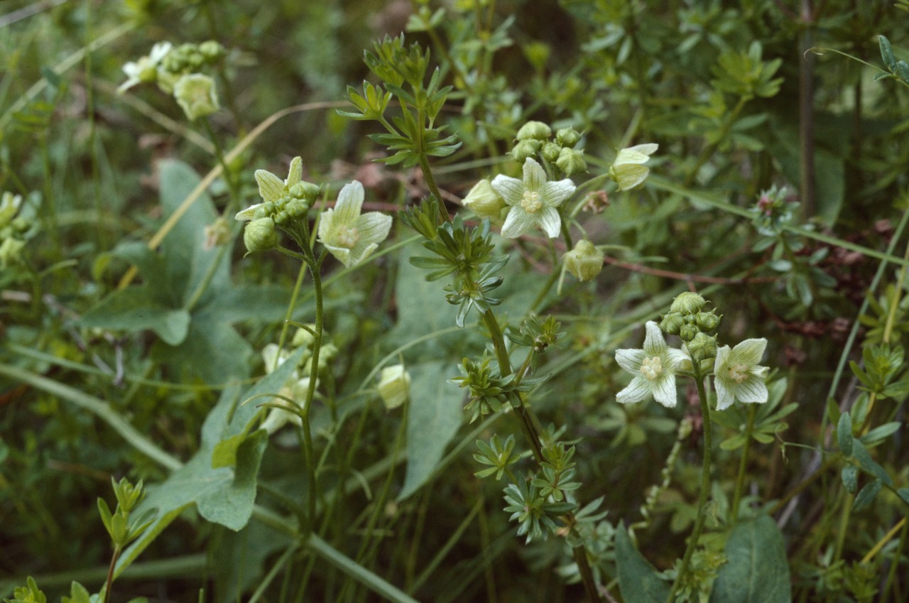 Kleine Blüten der Zweihäusigen Zaunrübe.