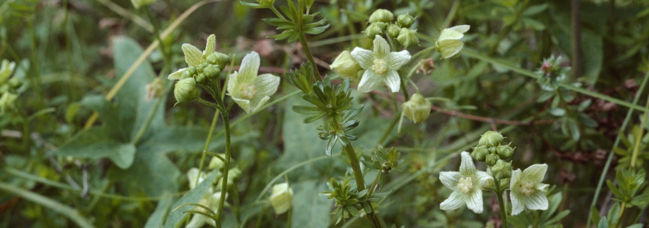 Kleine Blüten der Zweihäusigen Zaunrübe.