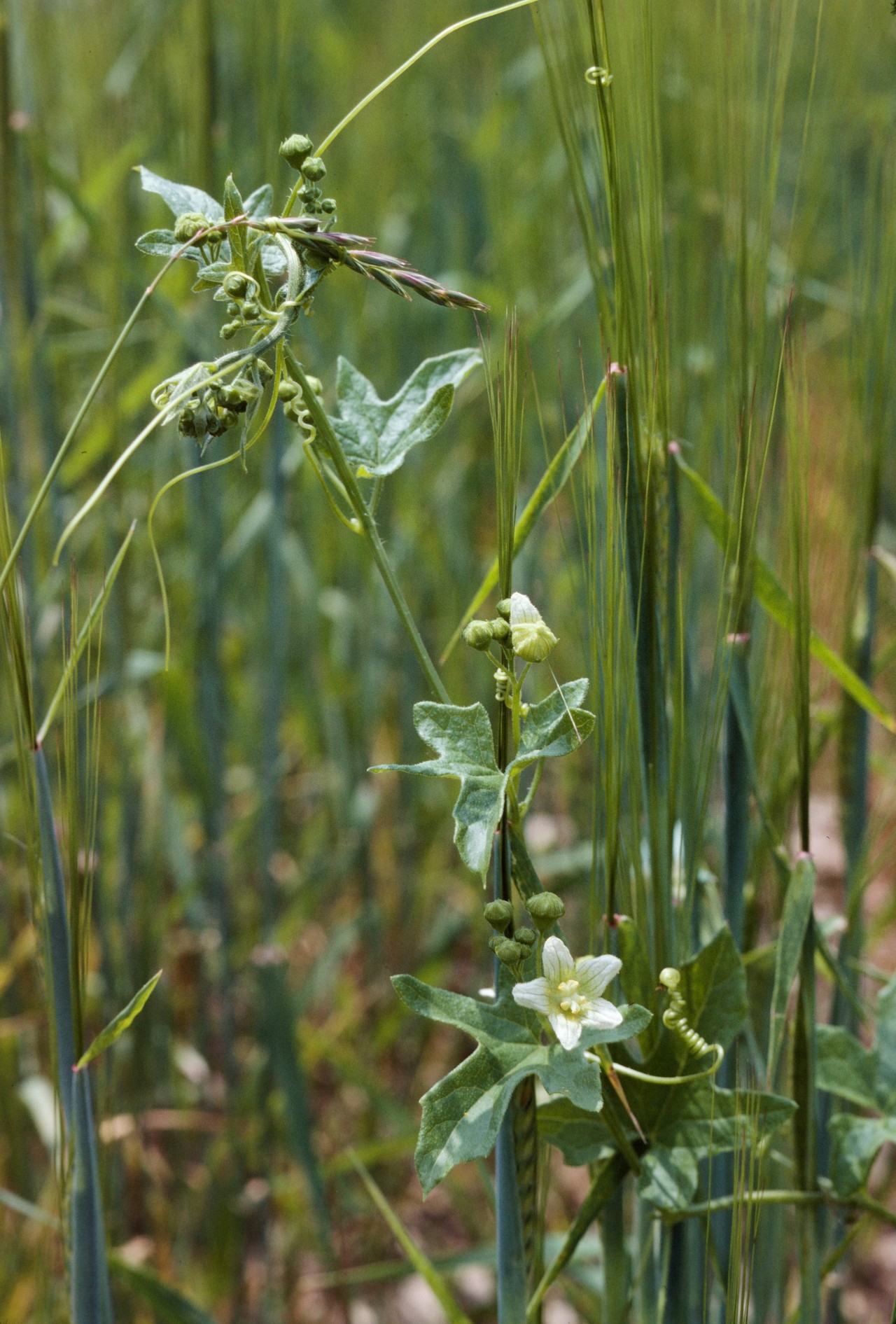 Zweihäusige Zaunrübe im Feld.