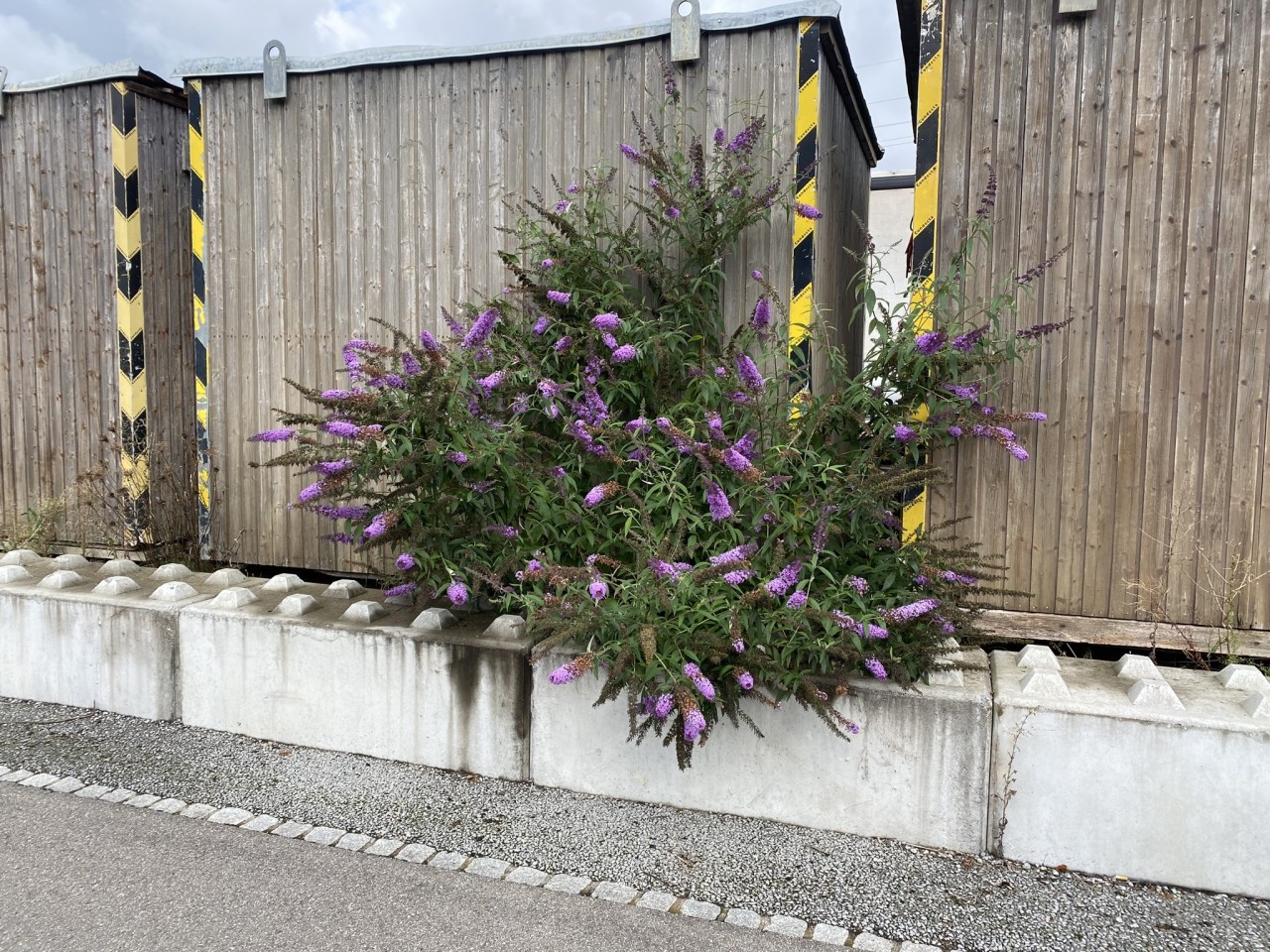 Verwilderter Sommerflieder an einer Baracke