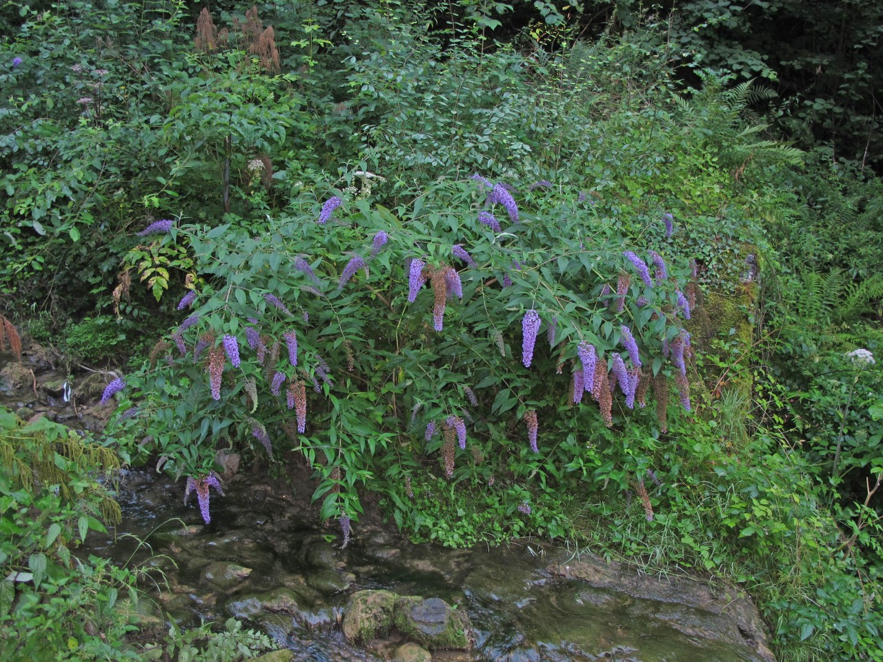 Verwilderter Sommerflieder an einem Bach