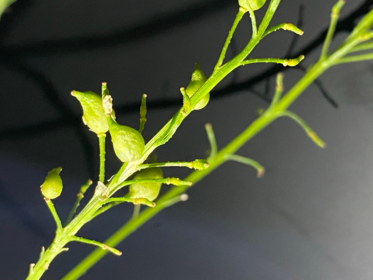 Früchte des Glatten Zackenschötchens.
