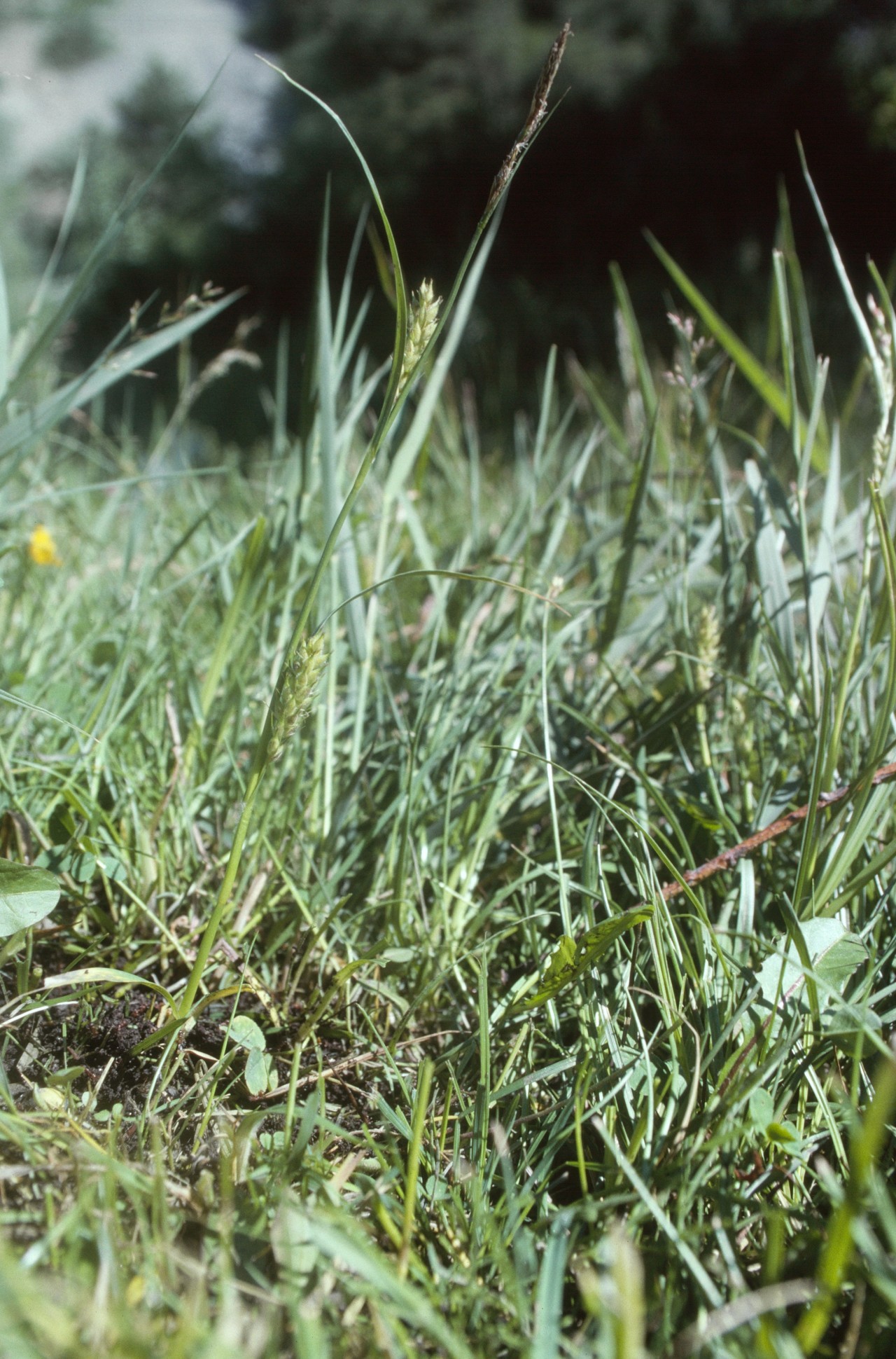 Eine Behaarte Segge im Feld.