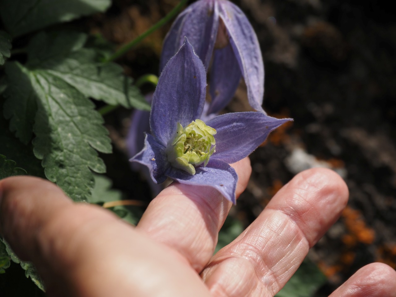 Nahaufnahme einer Blüte.