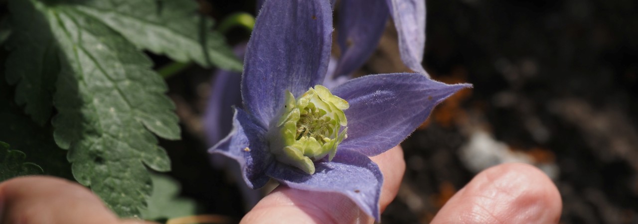 Nahaufnahme einer Blüte.