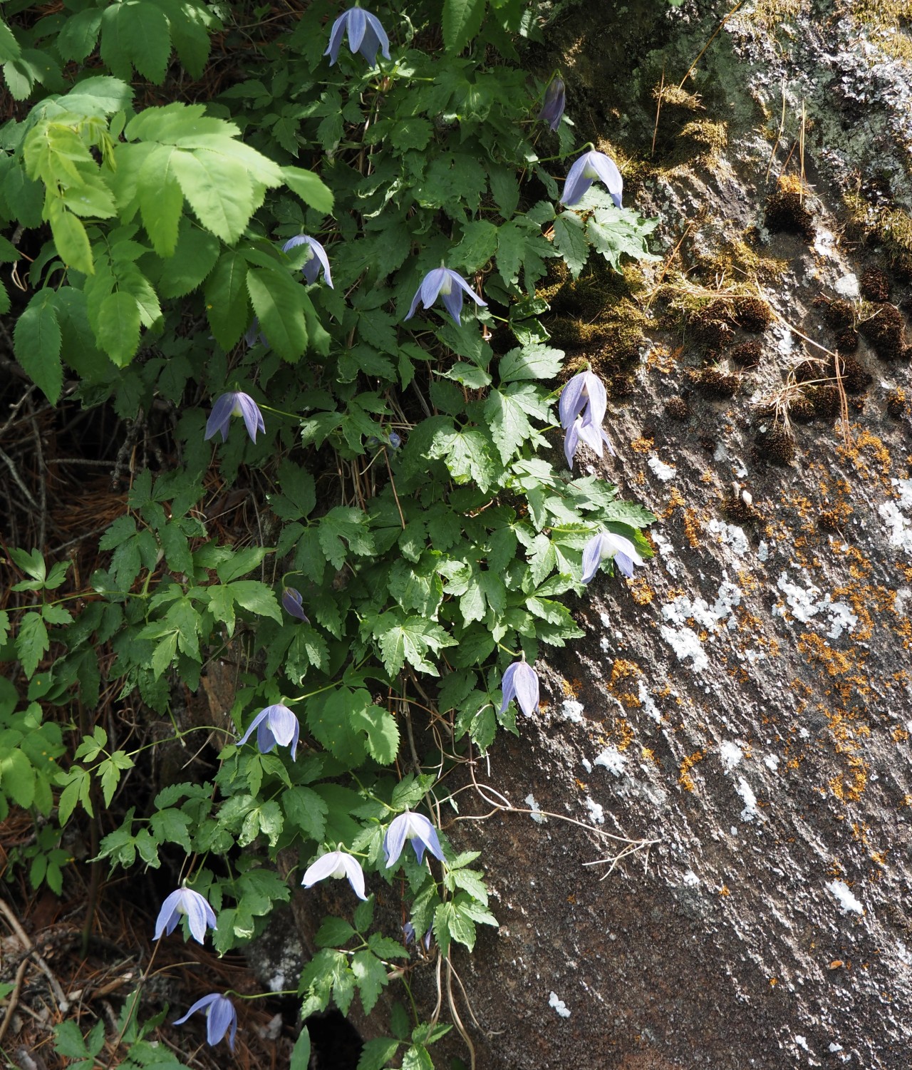 Eine Alpenwaldrebe an einer Steinwand.