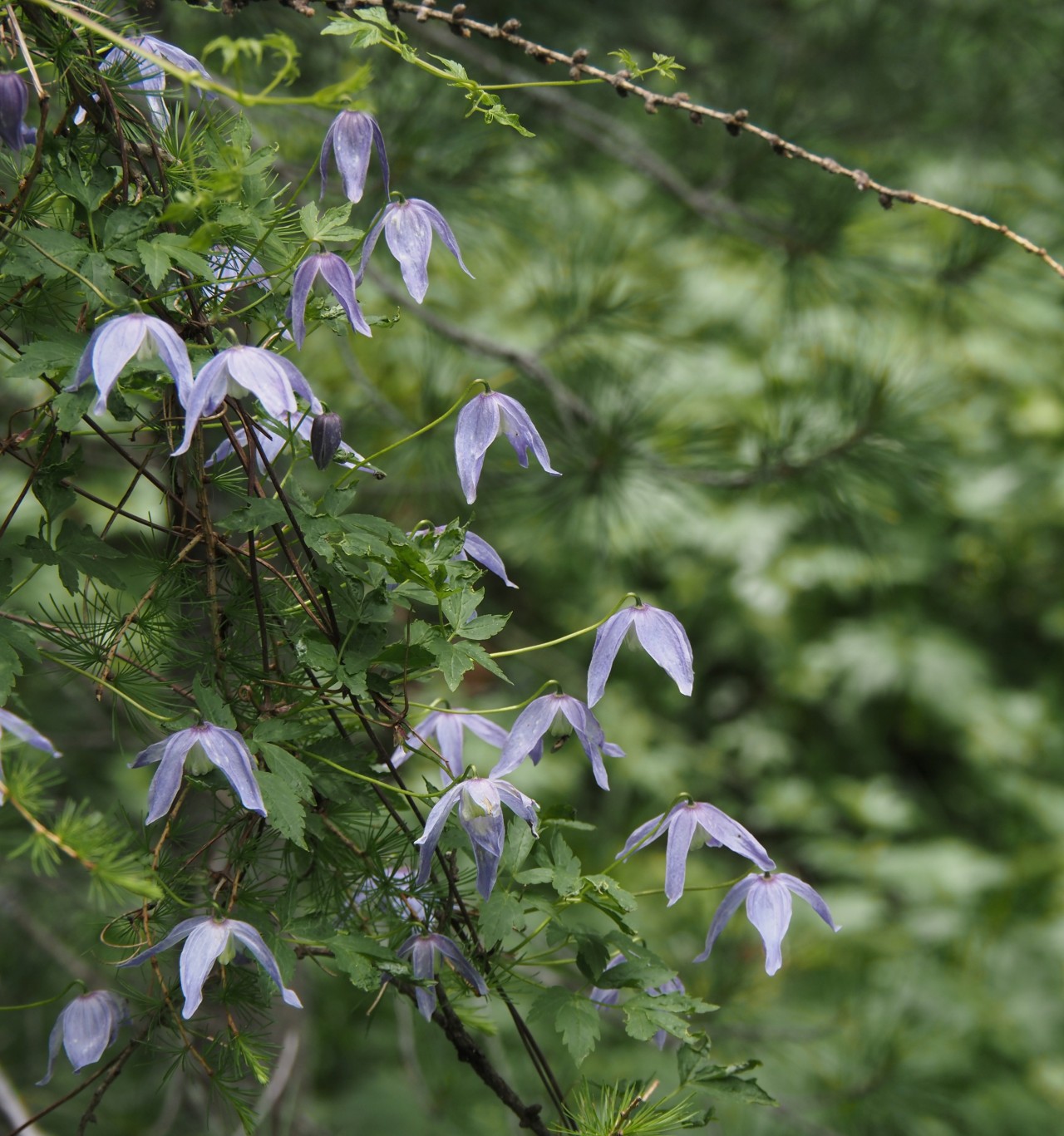 Alpenwaldrebe im Wald.