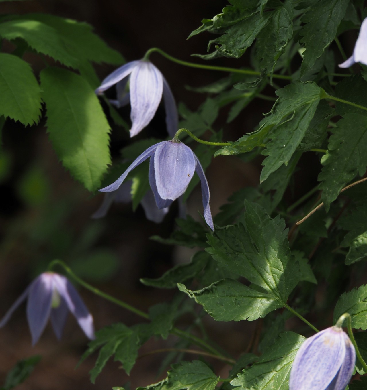 Offene Blüte einer Alpenwaldrebe.