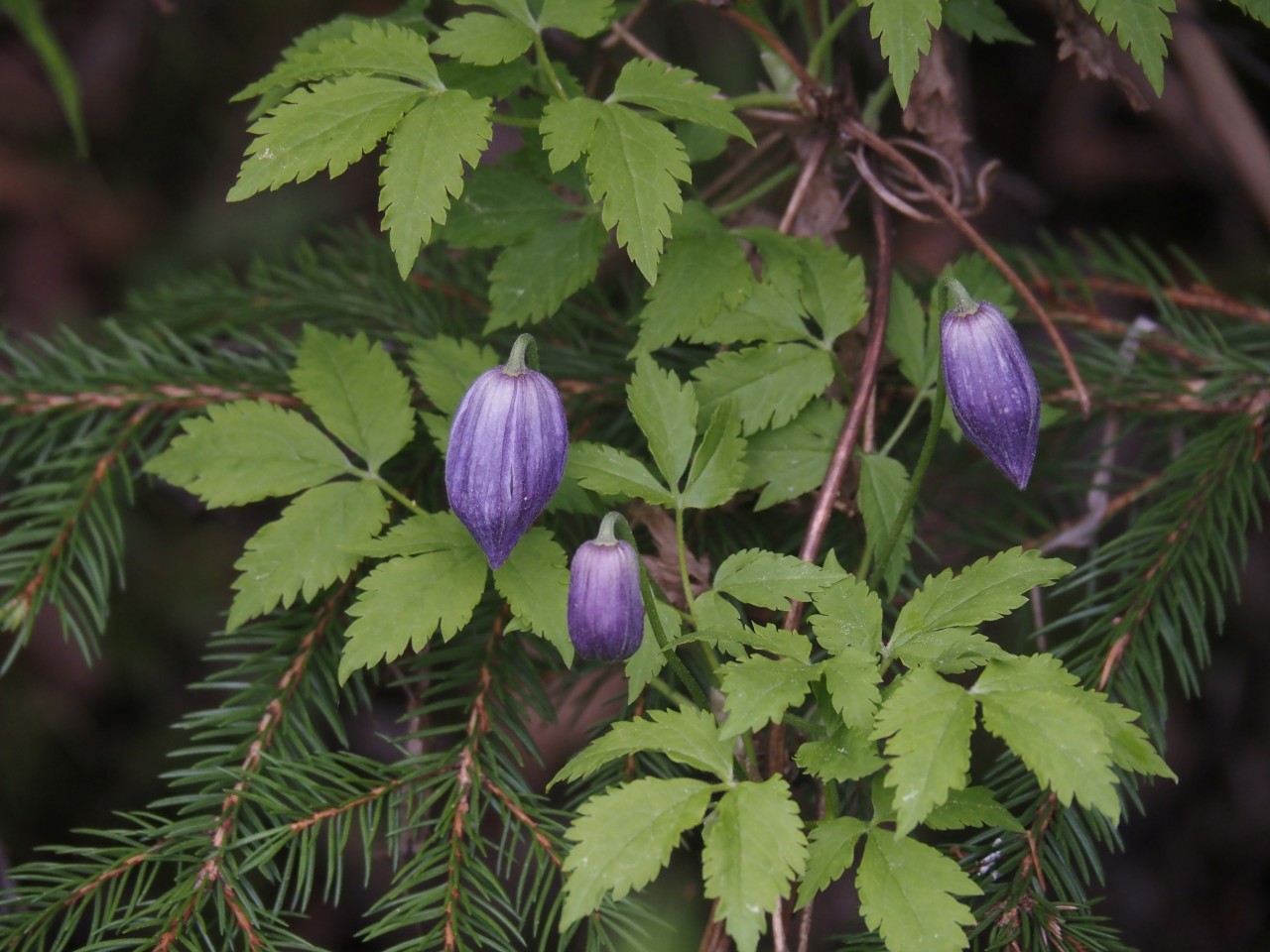 Geschlossene Blüten einer Alpenwaldrebe.