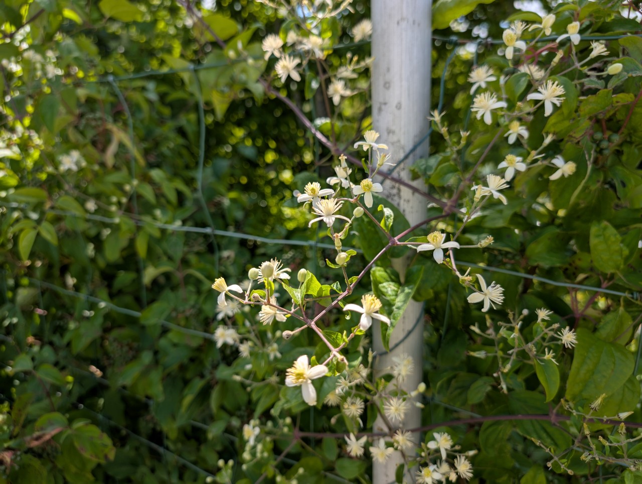 Zweig der Gemeinen Waldrebe mit Blüten.
