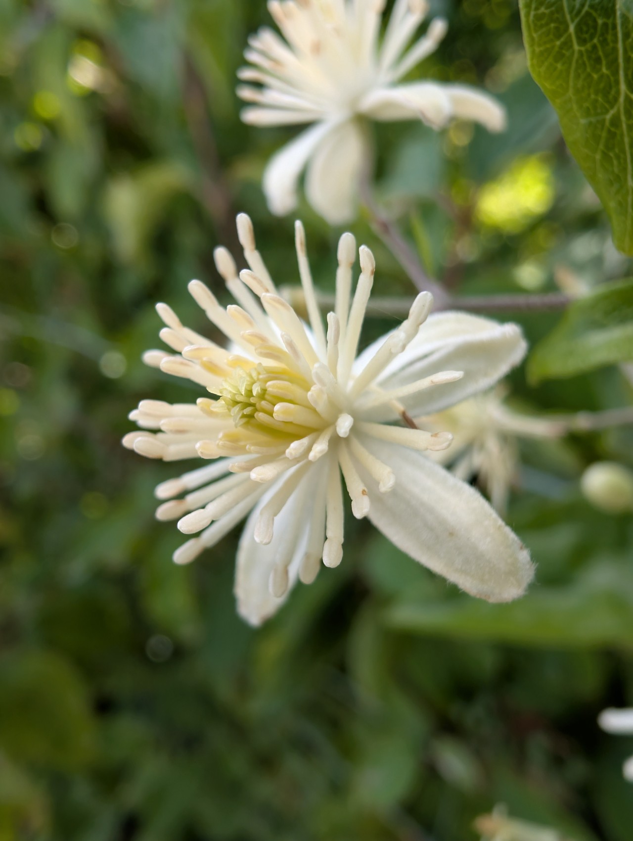Blüte der Gemeinen Waldrebe.